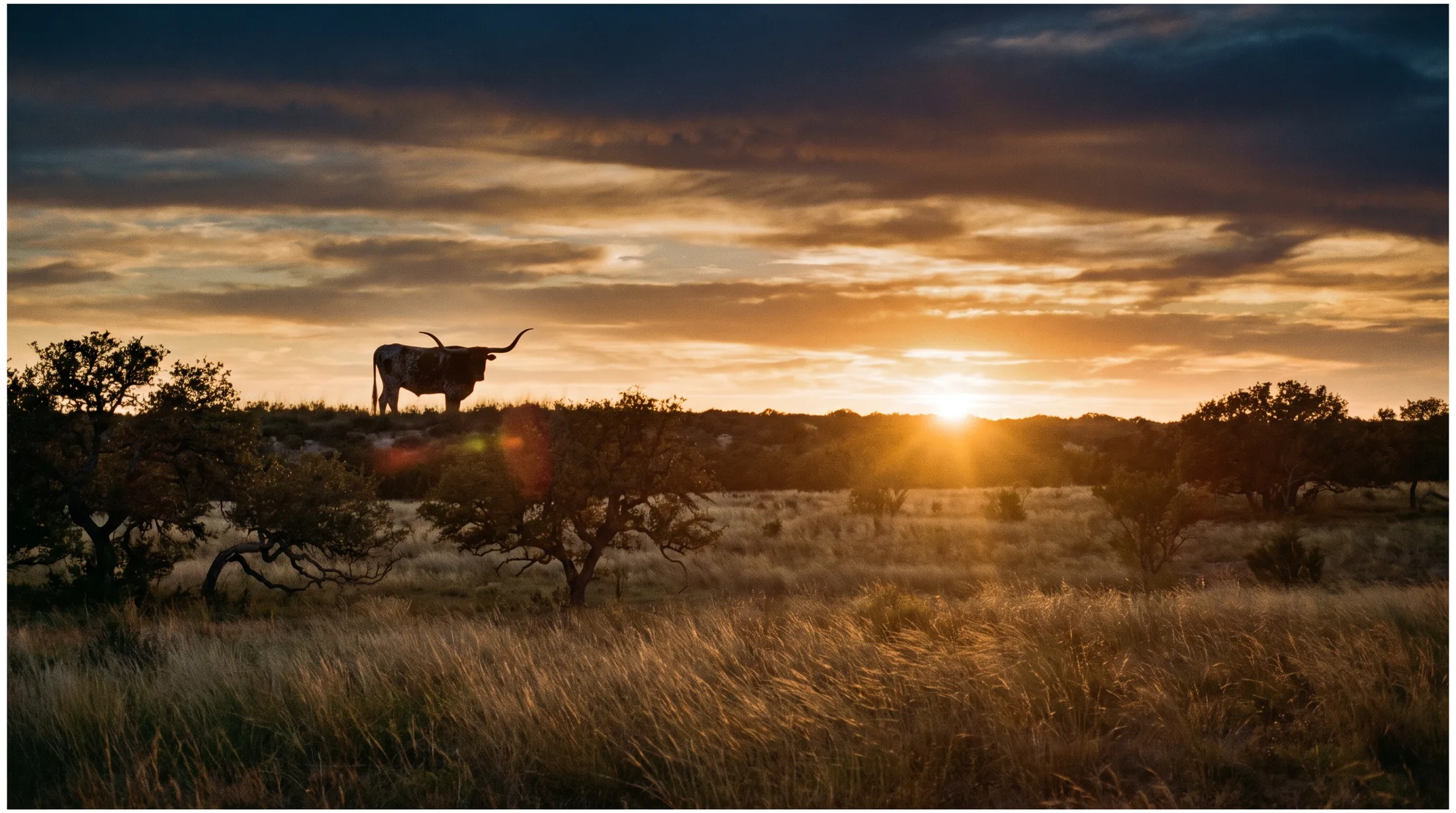 Texas hill country at sunset, with a longhorn on the ridge